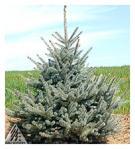 PICEA pungens 'Fal Albert' (Iseli)-